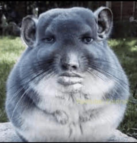 Walryr Xd