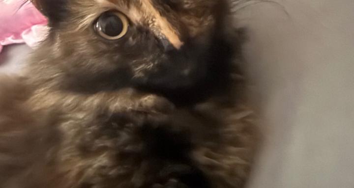 Random stuff and animals