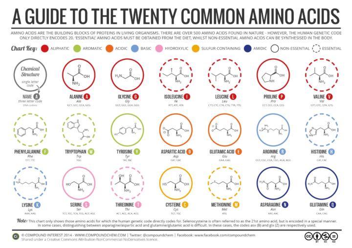 Peptides Intro