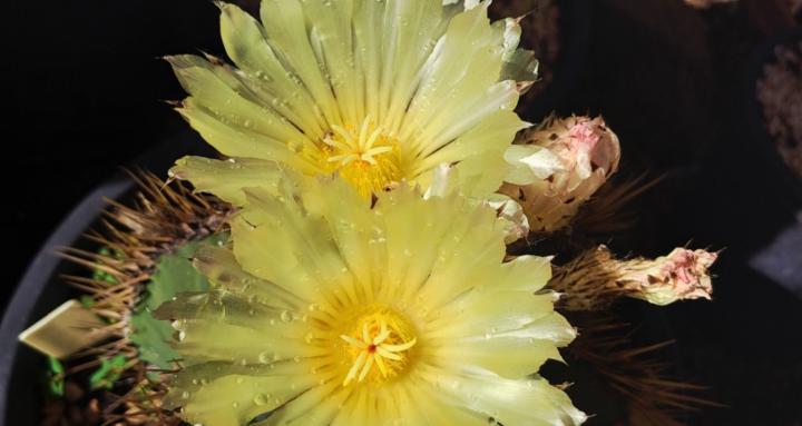 How Do? We Learn Philosophy