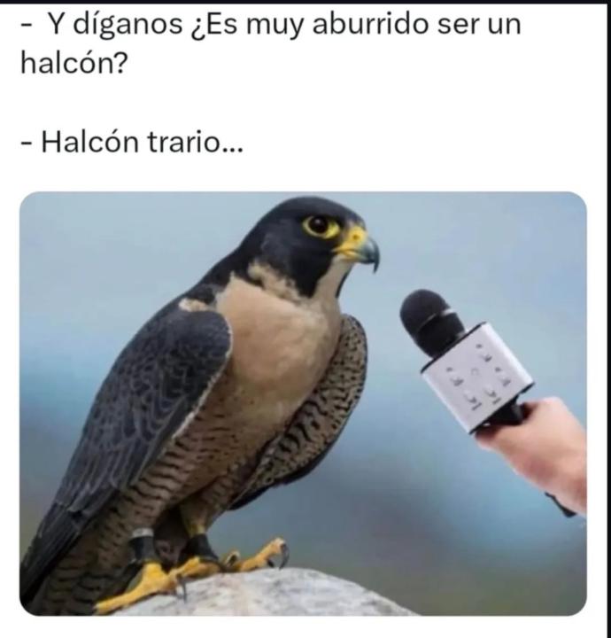 Daniel Miranda Ramos