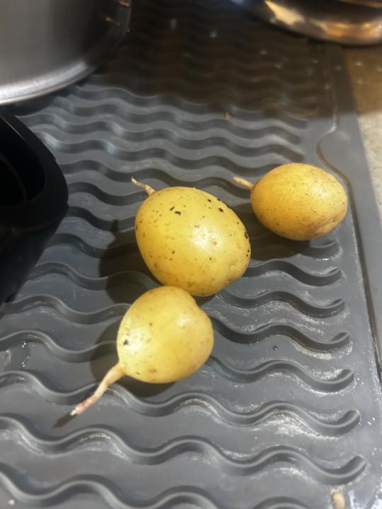 The size of my potato harvest is laughable, but I keep trying!!! 