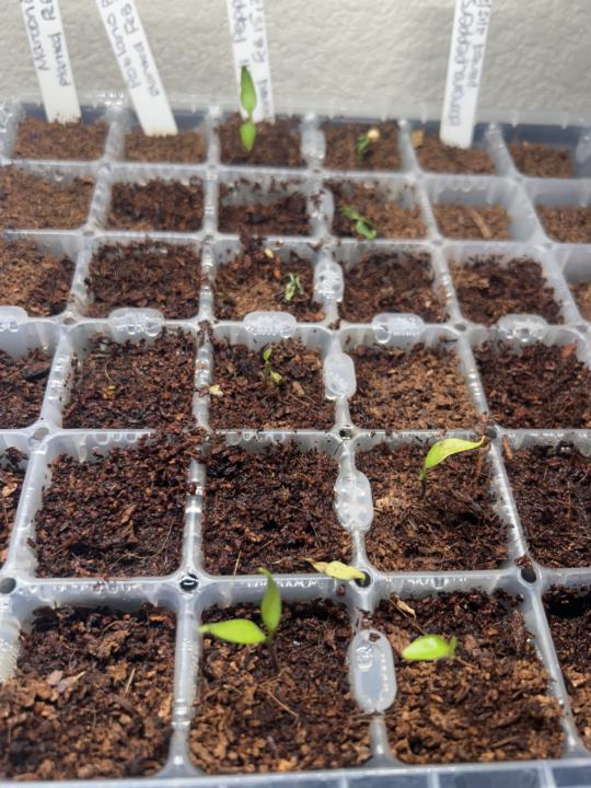 Frustrated with seedlings
