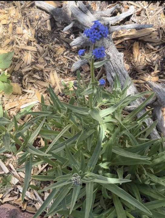 Free perennials (if you want to dig)