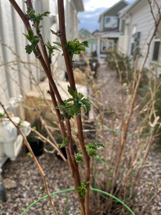 Has anyone turned on their drip system?