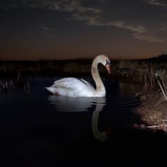 Badr Eddine Guessous