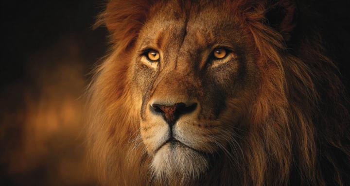 Main Character Academy