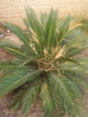 אלעזר גולדברג