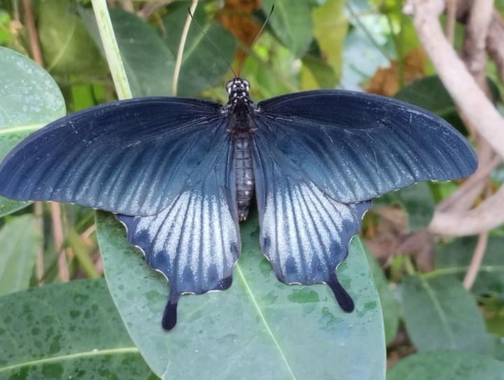 Mairead Inghean O'Broin