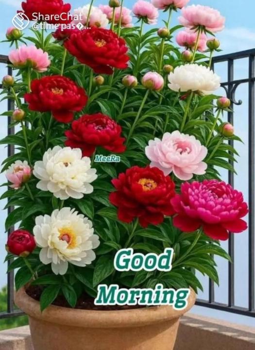 Saraswathy shamini Gunasekaran