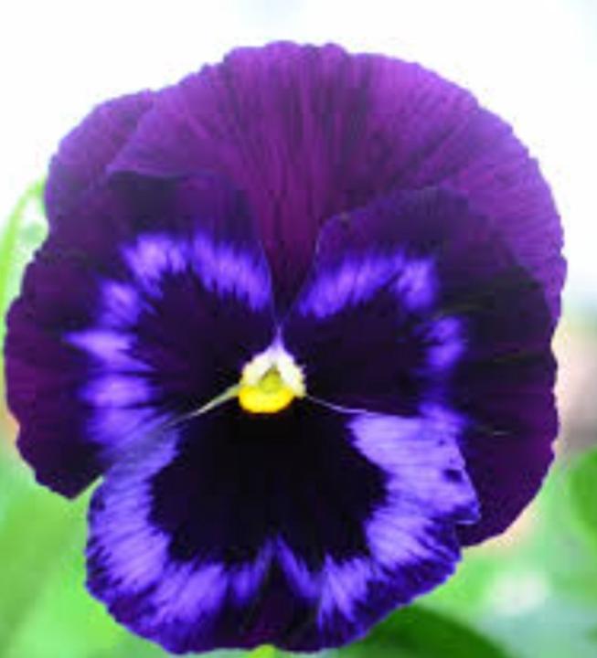 Vjola Jerina