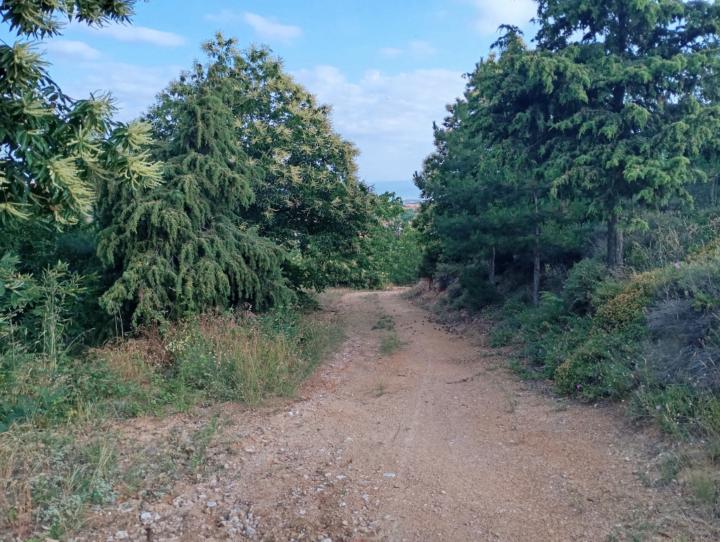 Pietro Vincenzo Capaldi