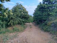 Pietro Vincenzo Capaldi