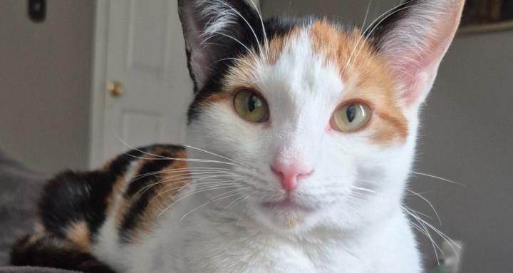 Chasethinksawholebunch