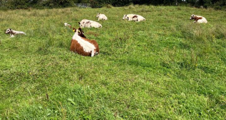 Rare Irish Cattle Breeds