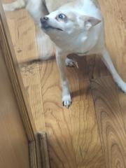 Luis Domingo