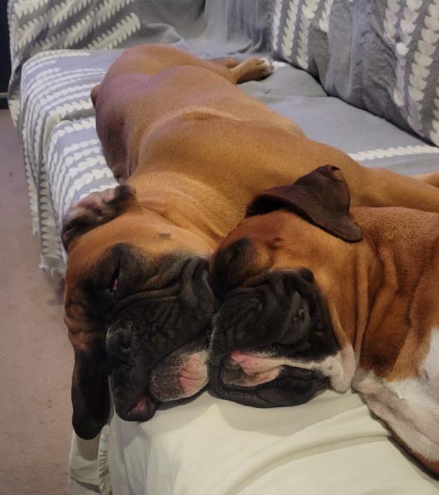 Calling All Animal Advocates! 