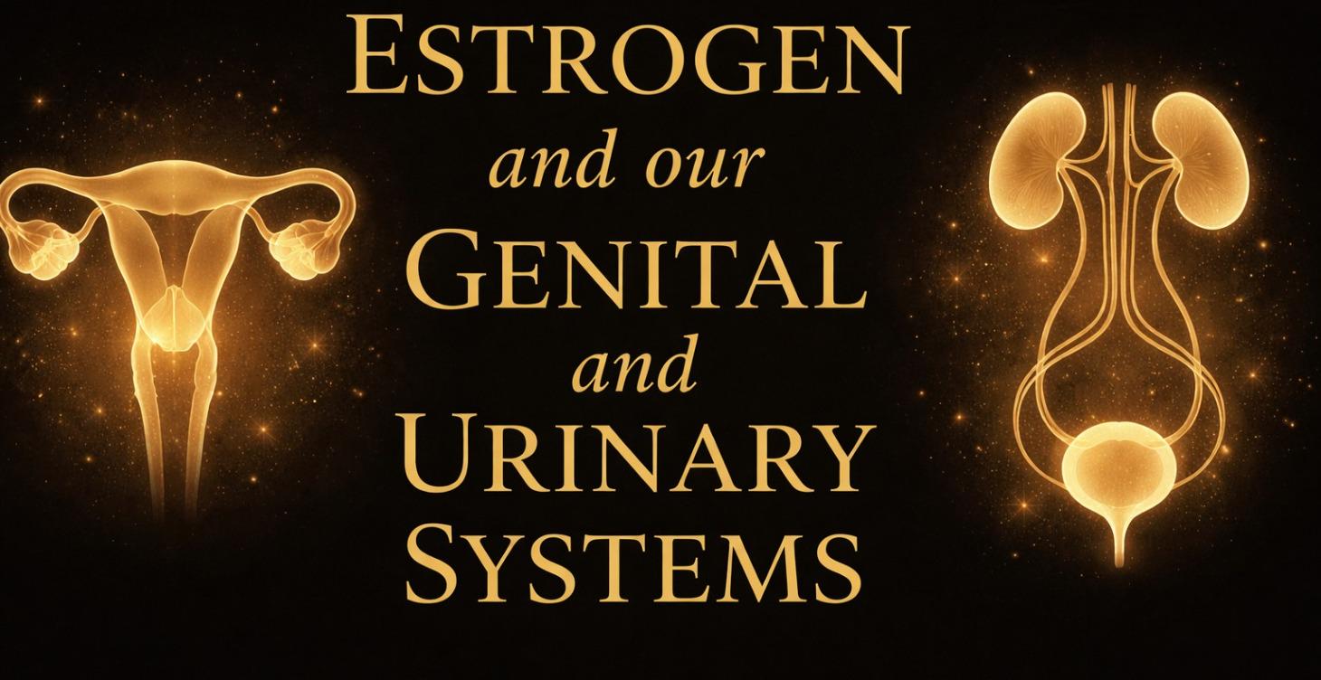 Our Genital and Urinary system and Estrogens role