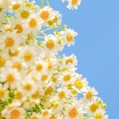 Ели Куямова