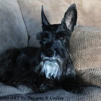 Jacque Callis
