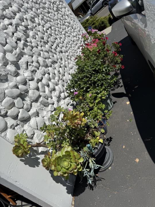FREE Potted Plants