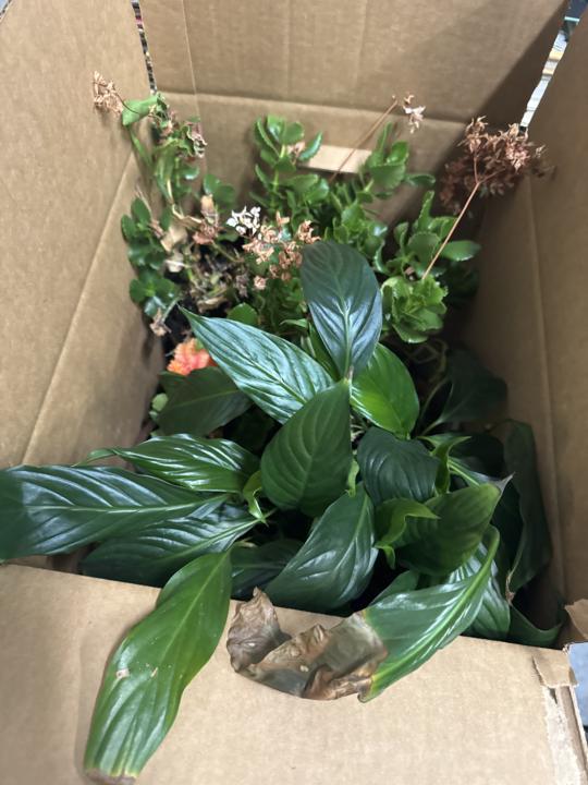 FREE - Box of Houseplants
