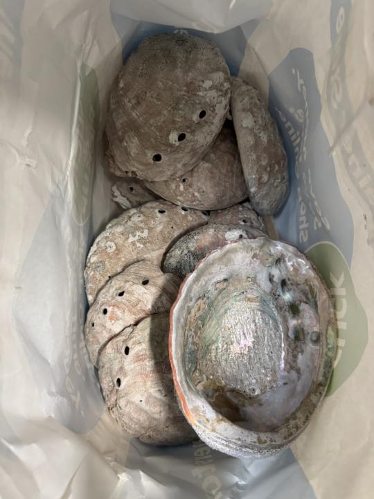 Abalone Shells Anyone?
