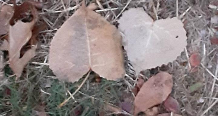 Connie's Holistic New Journey