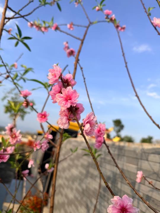 Tuệ Minh