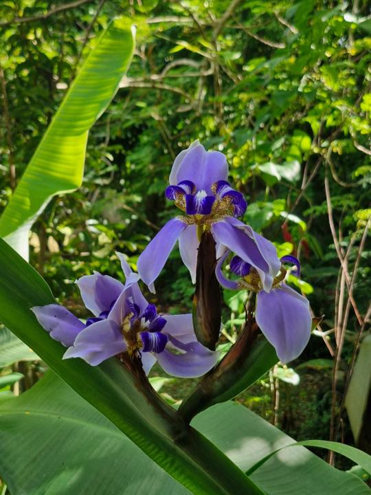 Marie-Joëlle Vincent