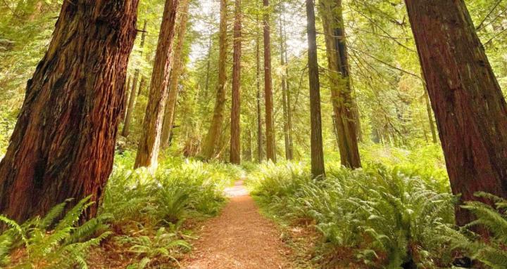 Bittersweet and Wild