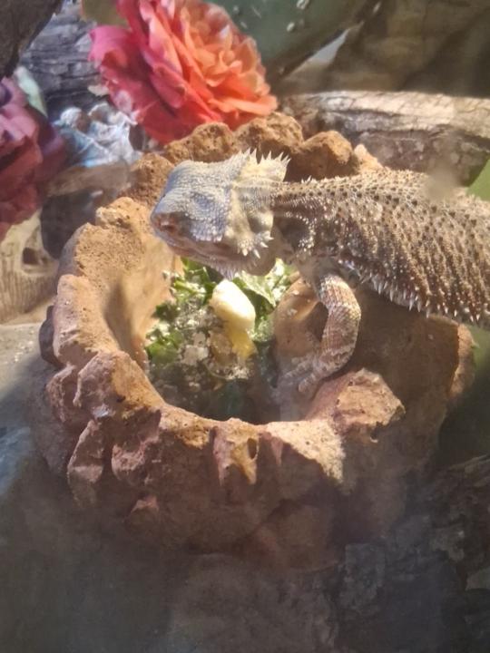 PlayBoiJay Hernandez