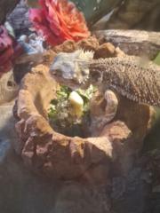 PlayBoiJay Hernandez