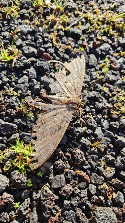 From Tattered Wings, She Rose 🦋