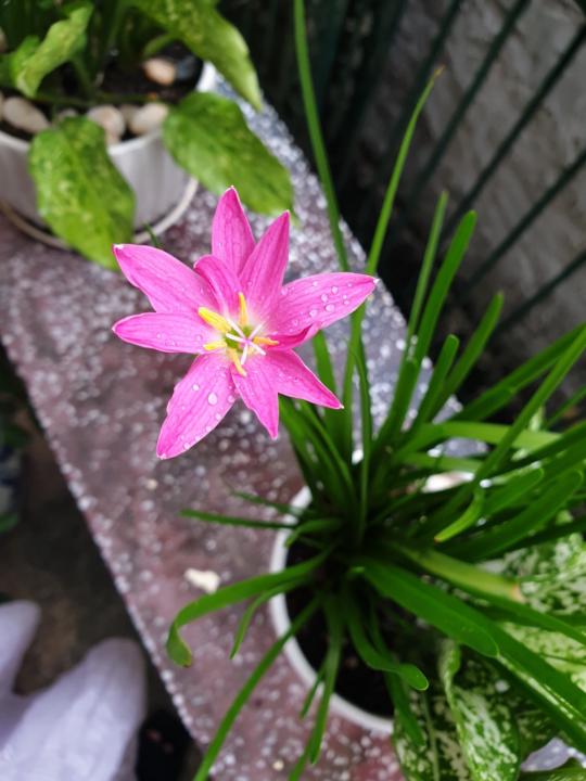 Thảo Đặng Thị Diễm