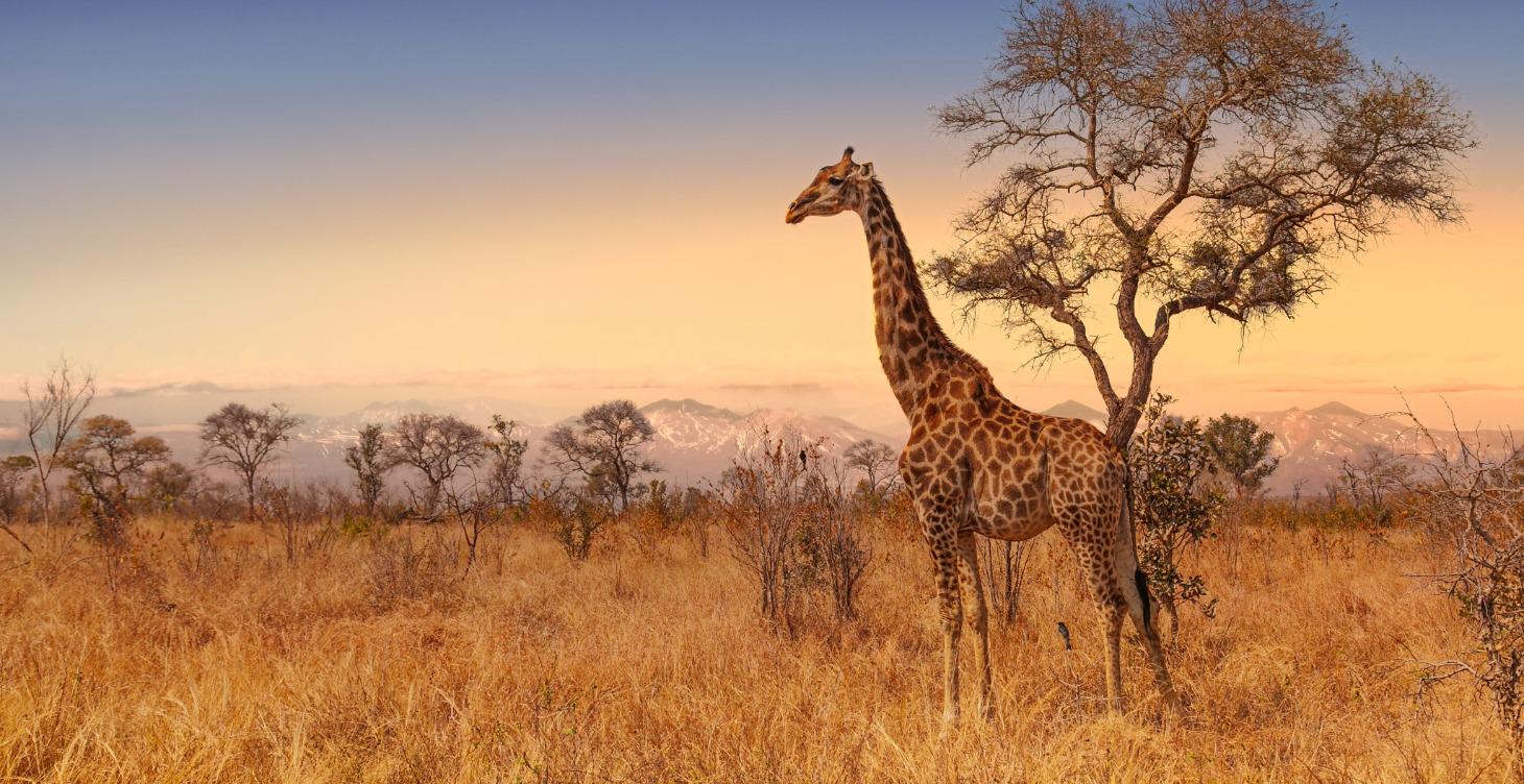 Curated GoSmart Group Trips