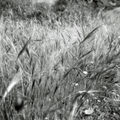 Panagiotis Christias