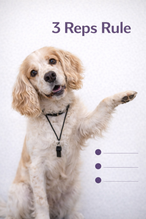 🐶🧾Confidence comes AFTER the reps.