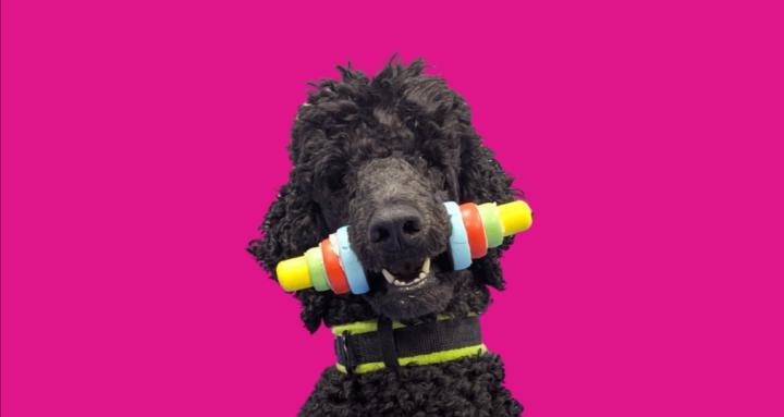 Trickovation® Dog Training 