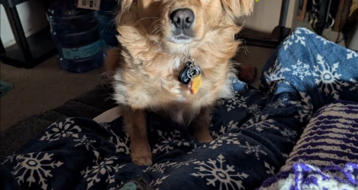 InaraWulf's Crochet Community 