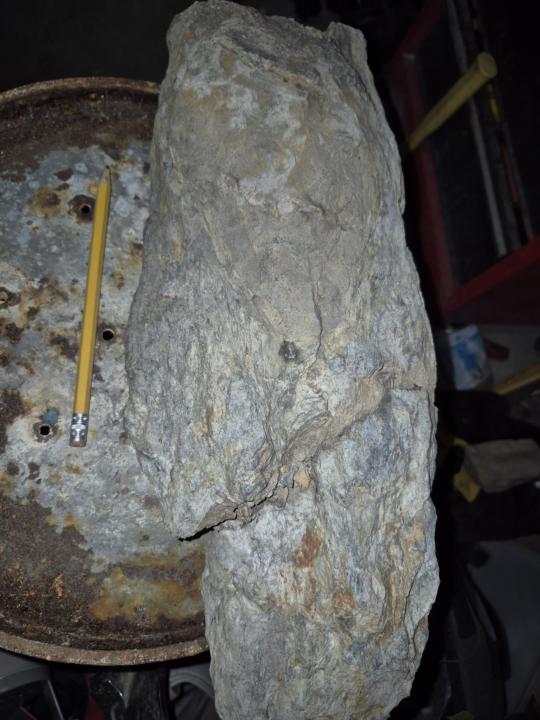 Petrified Sand-Shark