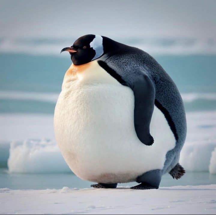 Aziz Kone
