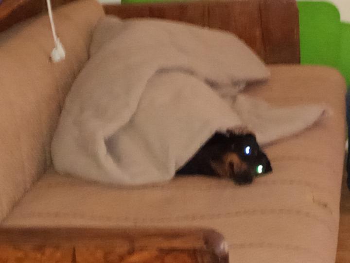 Đorđe Georgijević