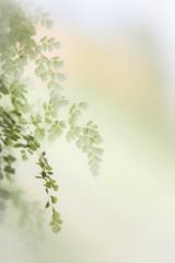 אורלי חג'בי