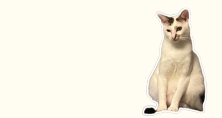 溝通雞精班 Master Communication