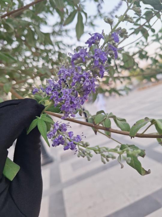 Mariyam Dheena Musthafa