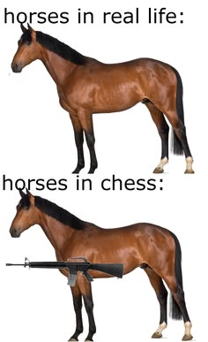 Horse