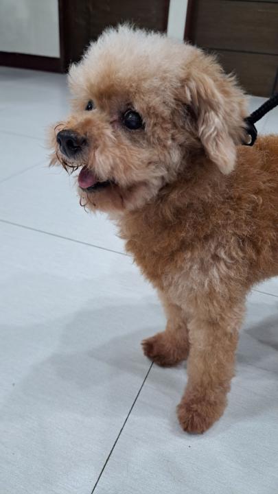 🐶 [Dec.] Speaking Check-in - Adopting a Dog 領養一隻狗