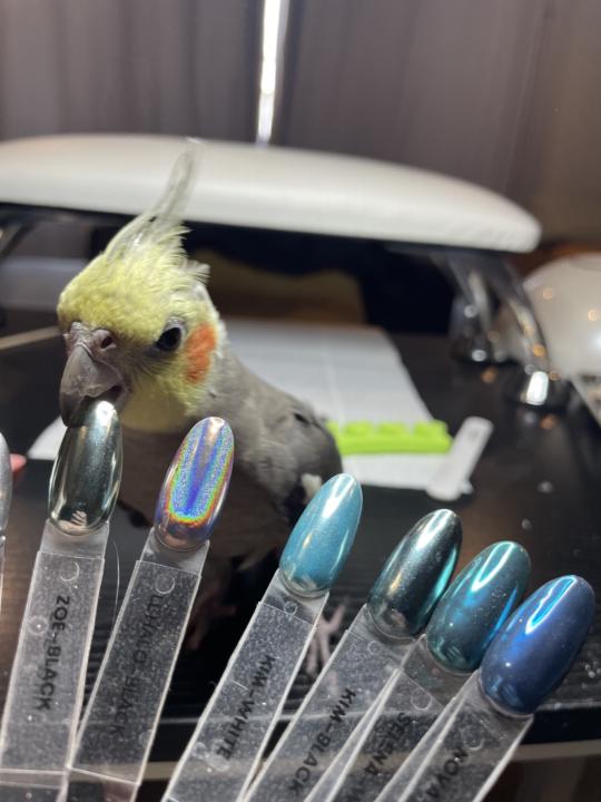 The bird has chosen 🦜
