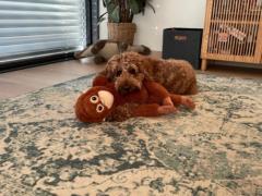 Charmaine Schönfeld